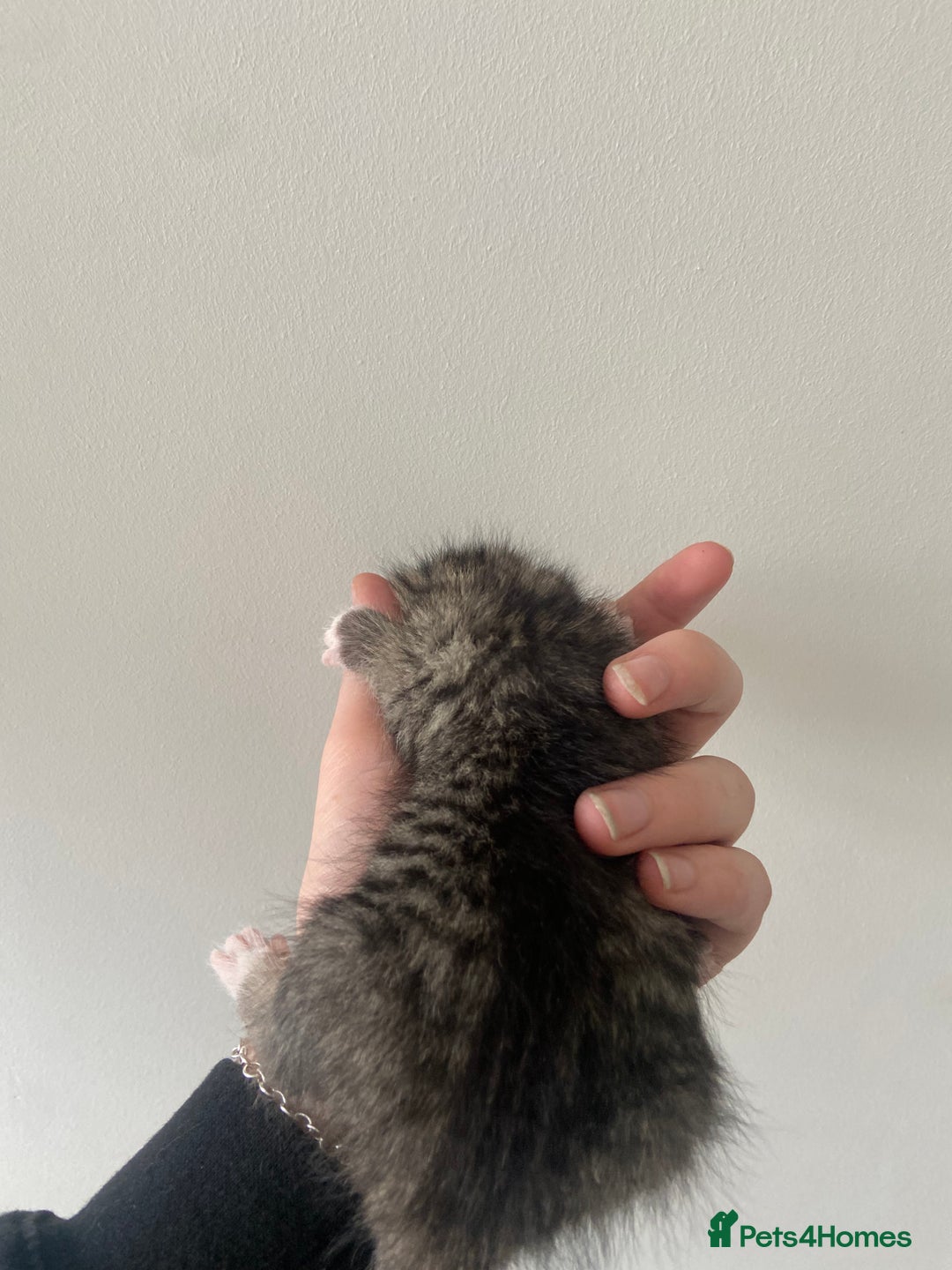 Russian Blue cats for sale: Mixed Russian blue kittens - Image 7