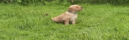 Golden Retriever dogs for sale:  Four Golden Hearts Looking for Their loving homes in Coventry - Advert 4