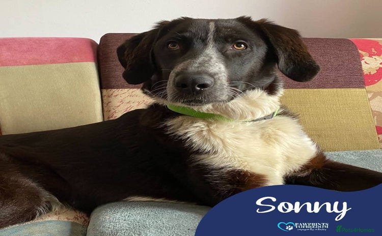 Mixed Breed dogs - Advert 1