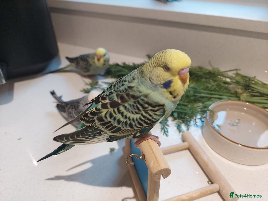 Budgerigars birds for sale: Tame Baby Budgies - Advert 6