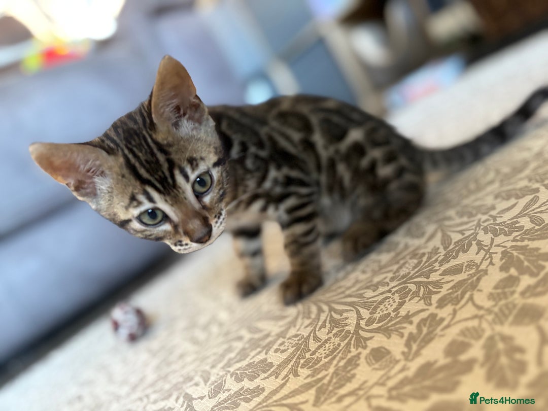 Bengal cats for sale: Pedigree TICA Bengal Brown Rosetted Male Kitten - Image 5