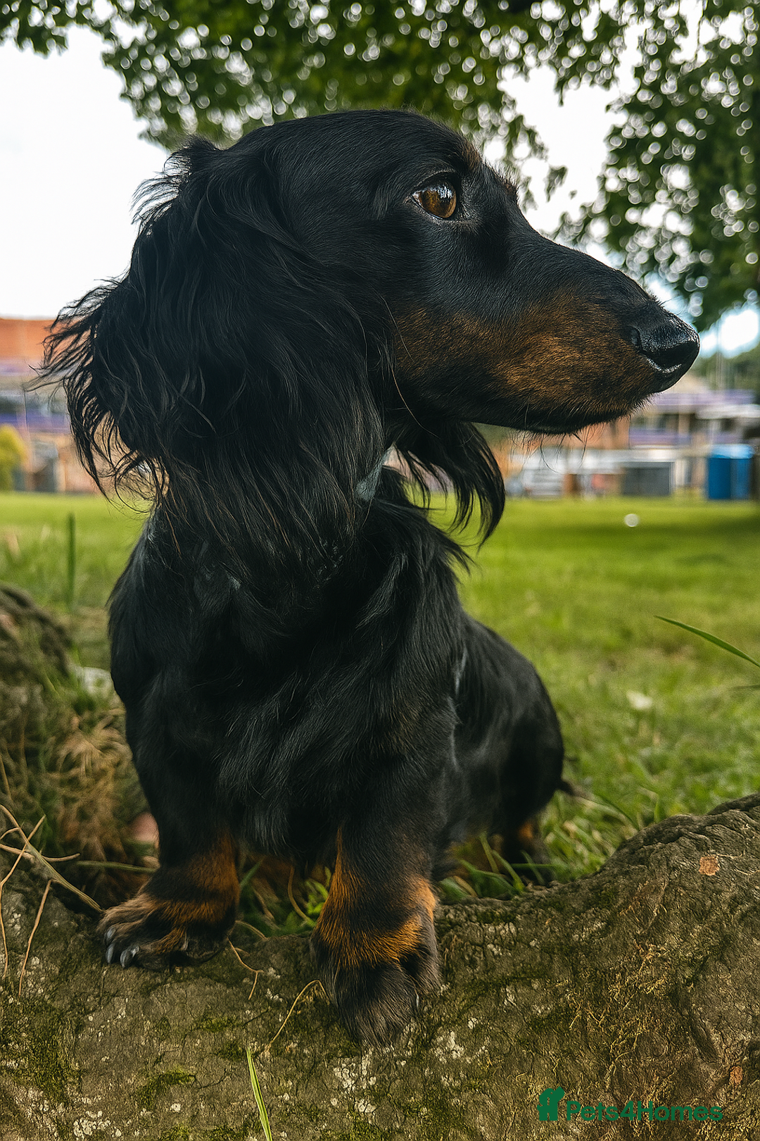 Miniature Dachshund dogs for stud: Black and Tan brindle - Miniature longhair STUD in Manchester - Advert 17