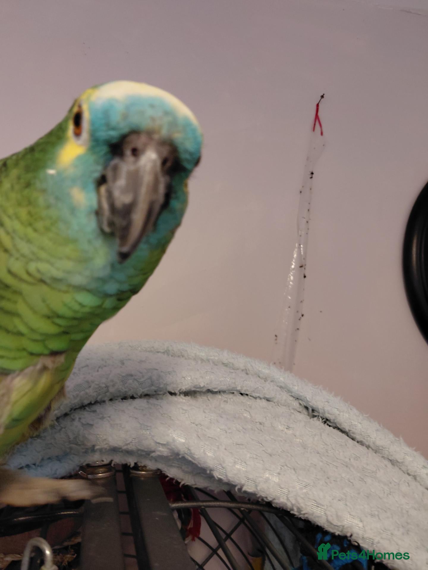 Parrots birds Blue fronted amazon - Advert 10