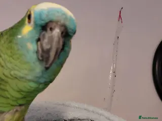 Parrots birds Blue fronted amazon - Advert 10