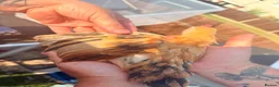Chickens poultry for sale: 2 Serama chickens - Advert 2