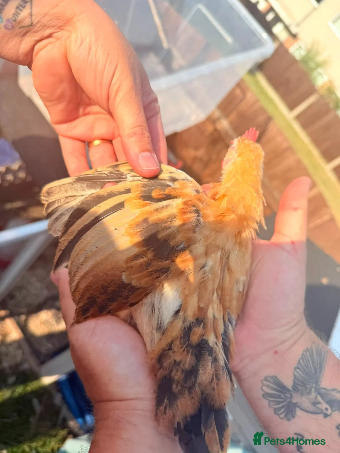 Chickens poultry for sale: 2 Serama chickens - Advert 2