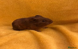 Guinea Pig rodents for sale: Mixed Guinea Pig babies  - Advert 5