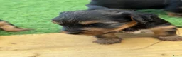 Yorkshire Terrier dogs for sale: Yorkshire Terrier  in Colchester - Advert 31