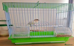 Canaries birds for sale: Stunning Canaries with cage - Image 9
