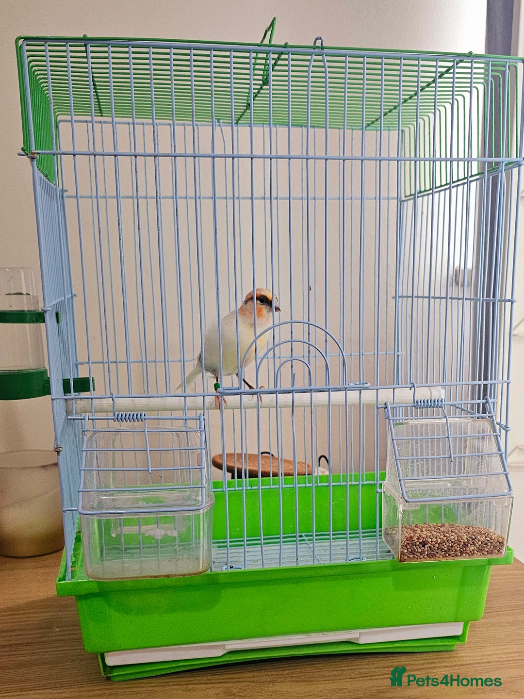 Canaries birds for sale: Stunning Canaries with cage - Image 9