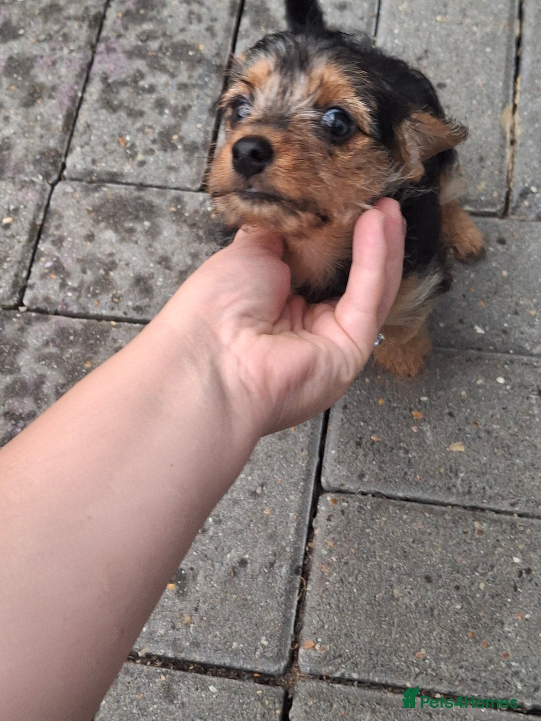 Mixed Breed dogs for sale: One healthy Dorkie ready to go  - Image 12