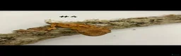 Gecko reptiles for sale: NEW Adult + Juvenile Crested Geckos + Lilly Whites - Advert 8