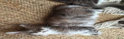 Maine Coon cats for sale: Pure Breed Mainecoon Therapy Kittens - Advert 18