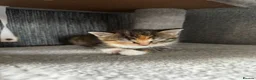 Ragdoll cats for sale: Ragdoll x Tabby Mix Kittens - Advert 2