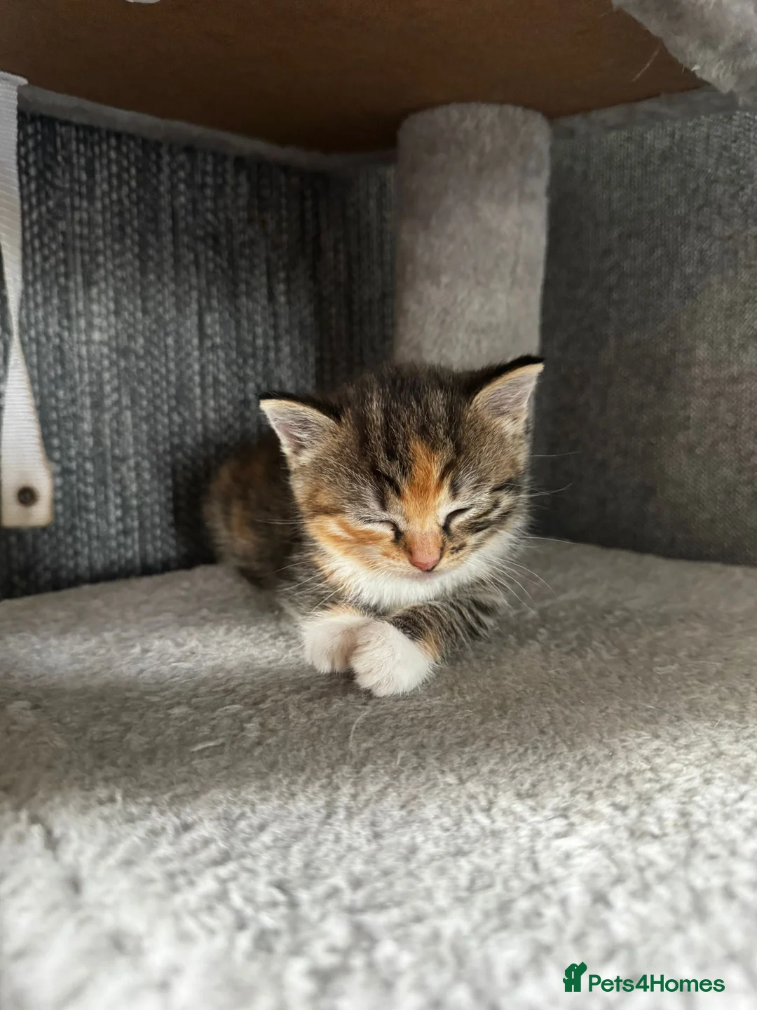 Ragdoll cats for sale: Ragdoll x Tabby Mix Kittens - Advert 2