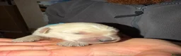 Golden Retriever dogs for sale: Mack/ Bryn Bach Golden X Evie/ Angel Annwyl - Advert 5