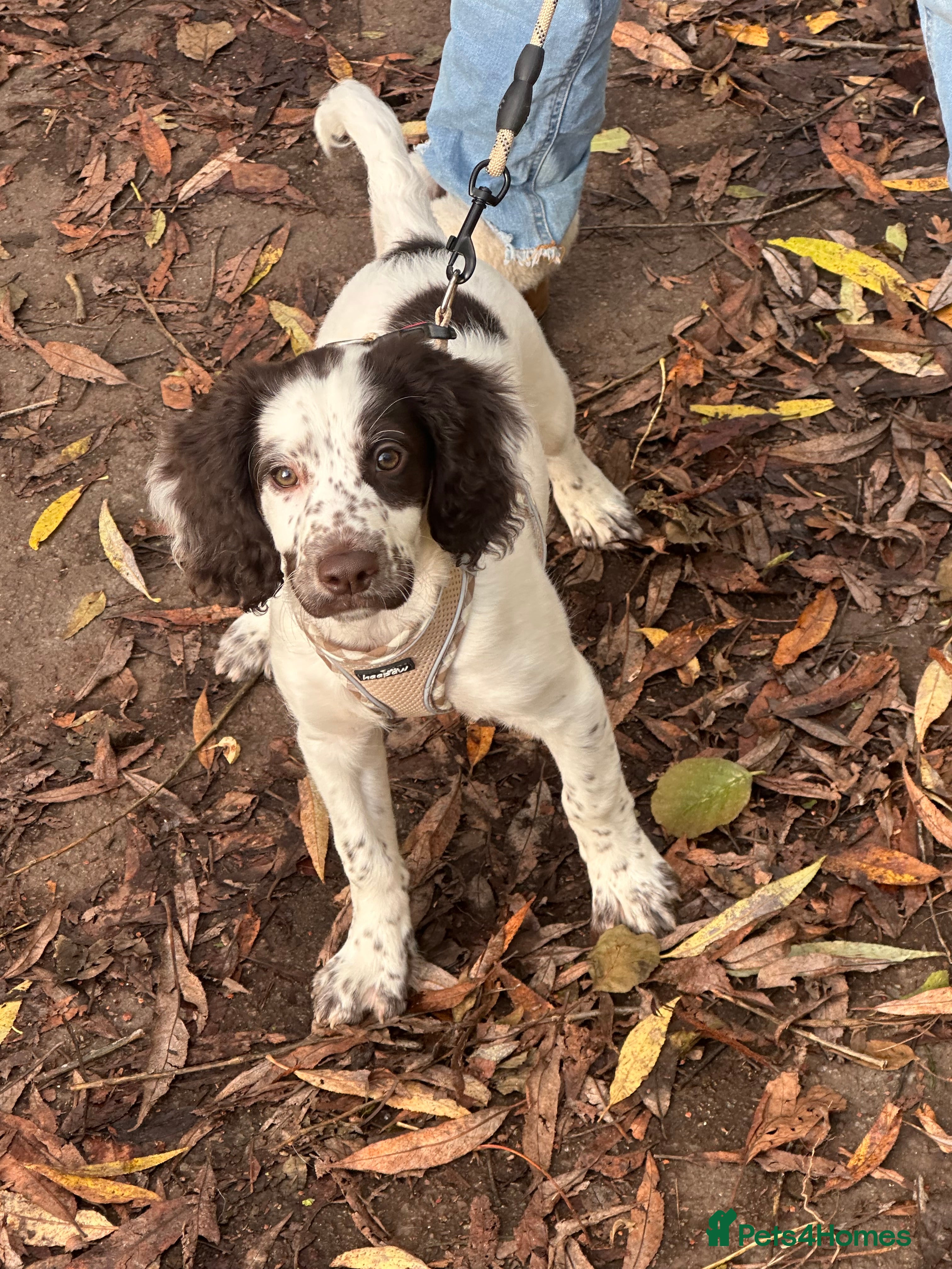 Mixed Breed dogs Springer cross cocapoo 13 weeks old bitch.  - Advert 16