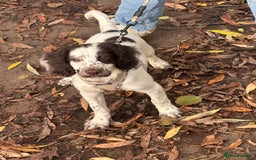 Mixed Breed dogs for sale: Springer cross cocapoo 13 weeks old bitch.  - Advert 1