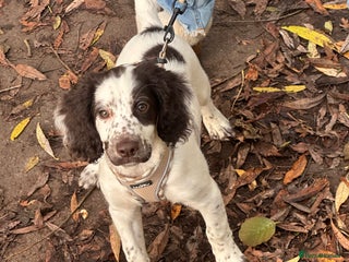 Mixed Breed dogs for sale: Springer cross cocapoo 13 weeks old bitch. - Advert 1