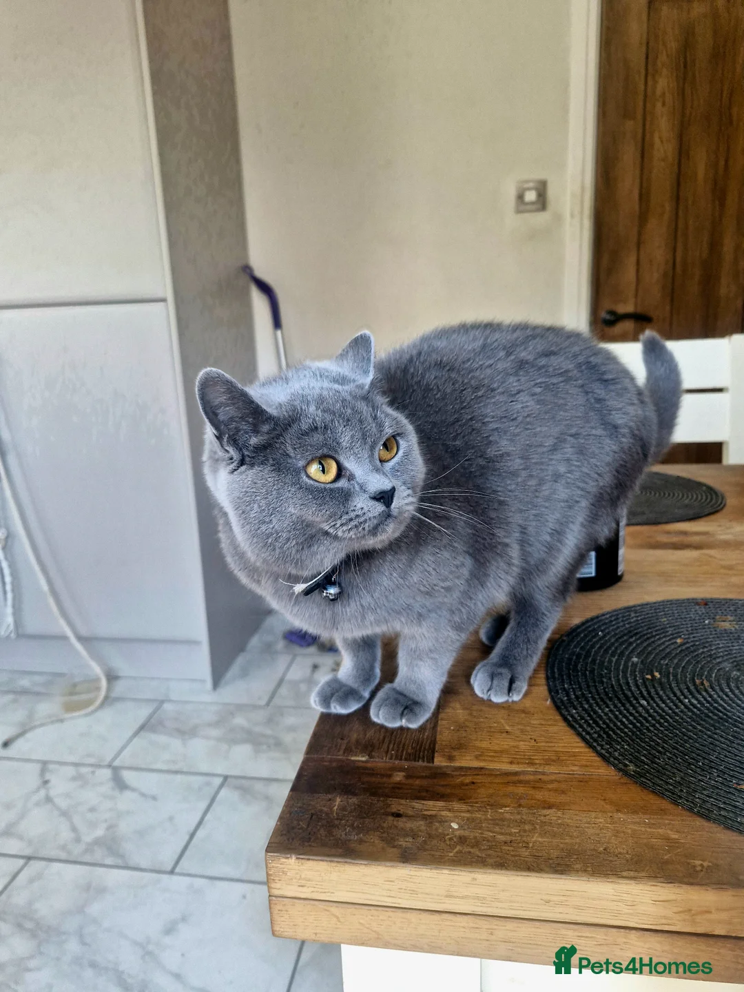 British Shorthair cats for sale: Stunning British short hair girl - Advert 3