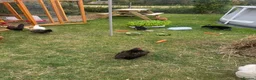 Netherland Dwarf rabbits for sale: *Quality* netherland dwarf bunnies  - Advert 12