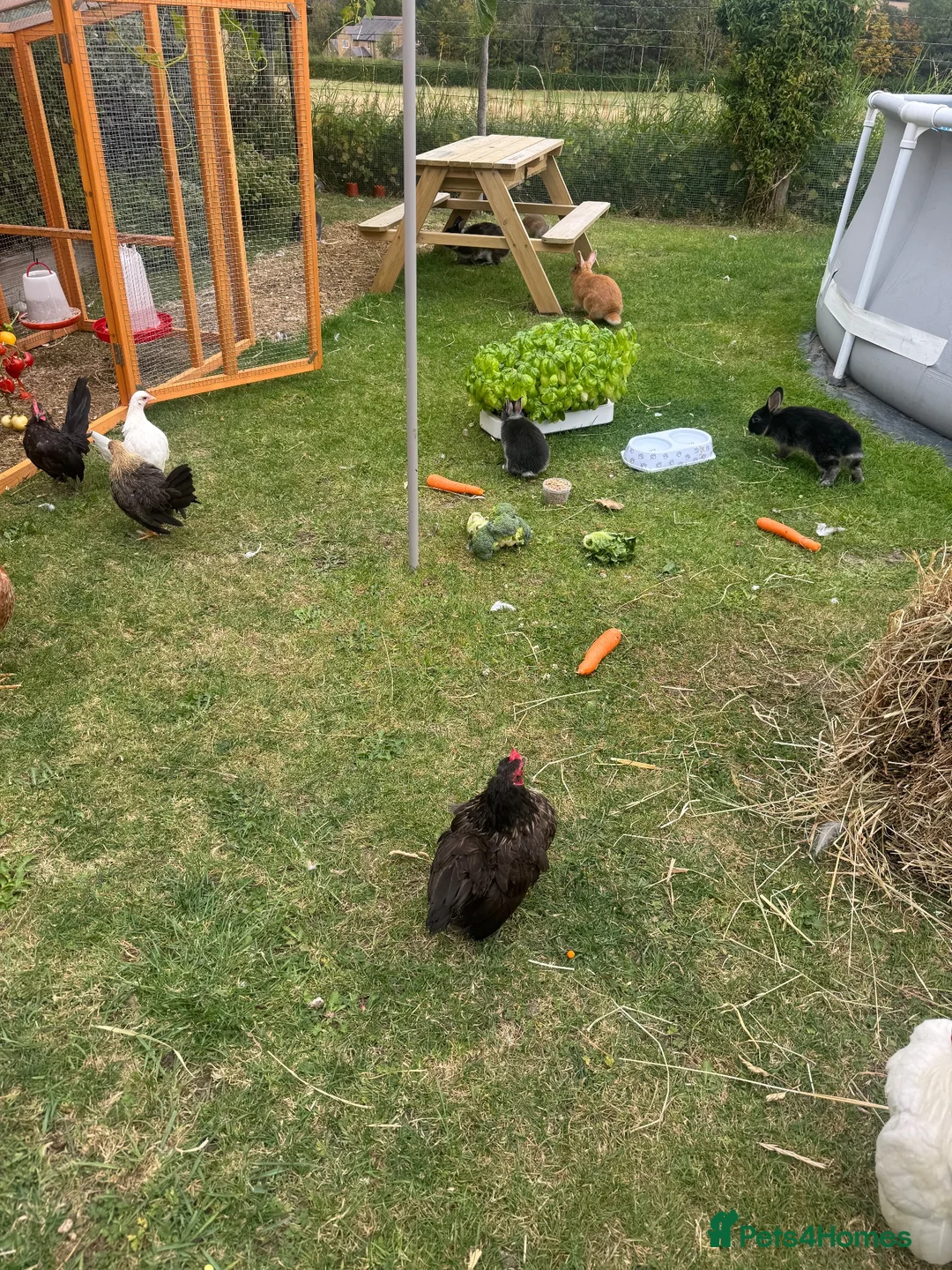 Netherland Dwarf rabbits for sale: *Quality* netherland dwarf bunnies  - Advert 12