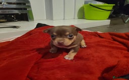 Chihuahua dogs for sale: Smooth coat chihuahua  - Image 11