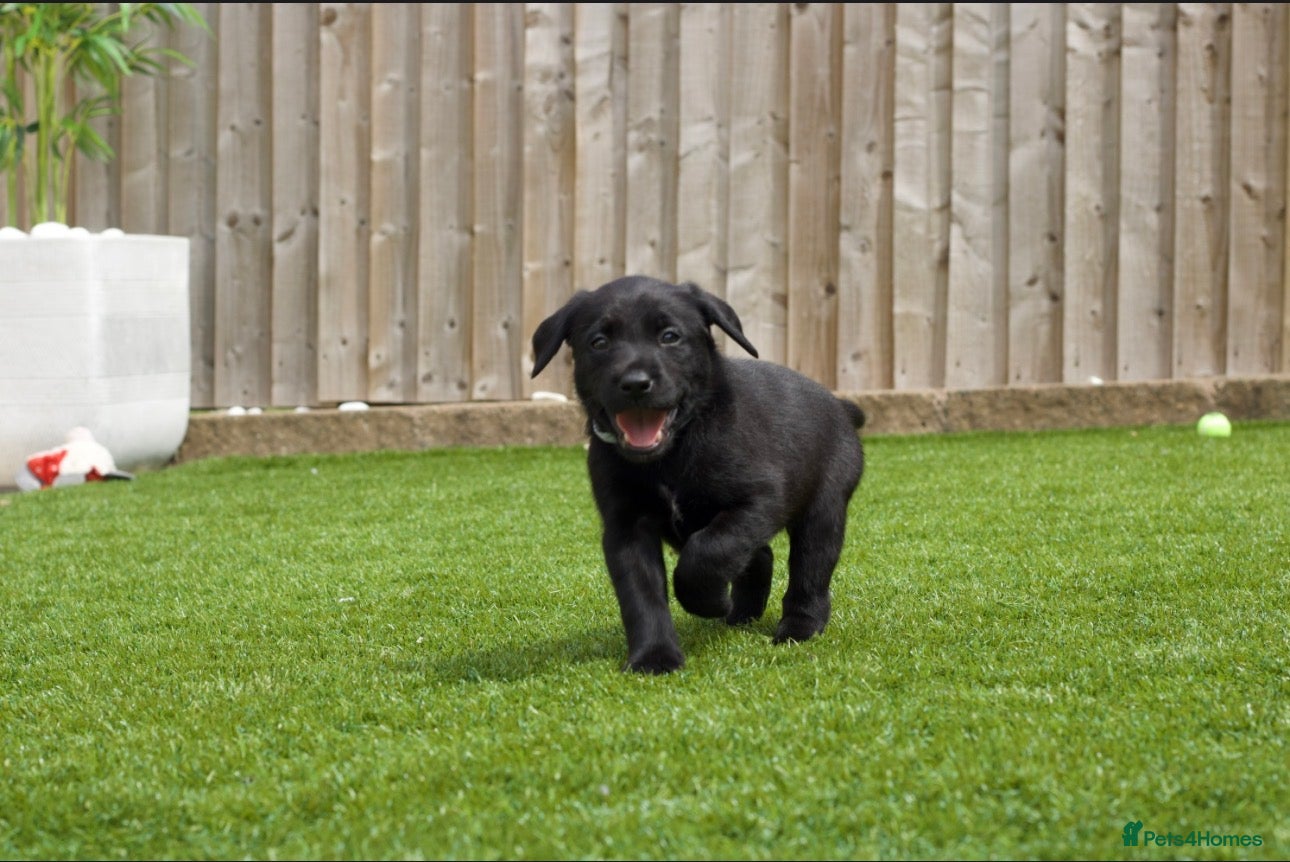 Labrador Retriever dogs KC registered stunning black labradors  - Advert 1