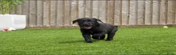 Labrador Retriever dogs for sale: KC registered stunning black labradors  in Heywood - Advert 16
