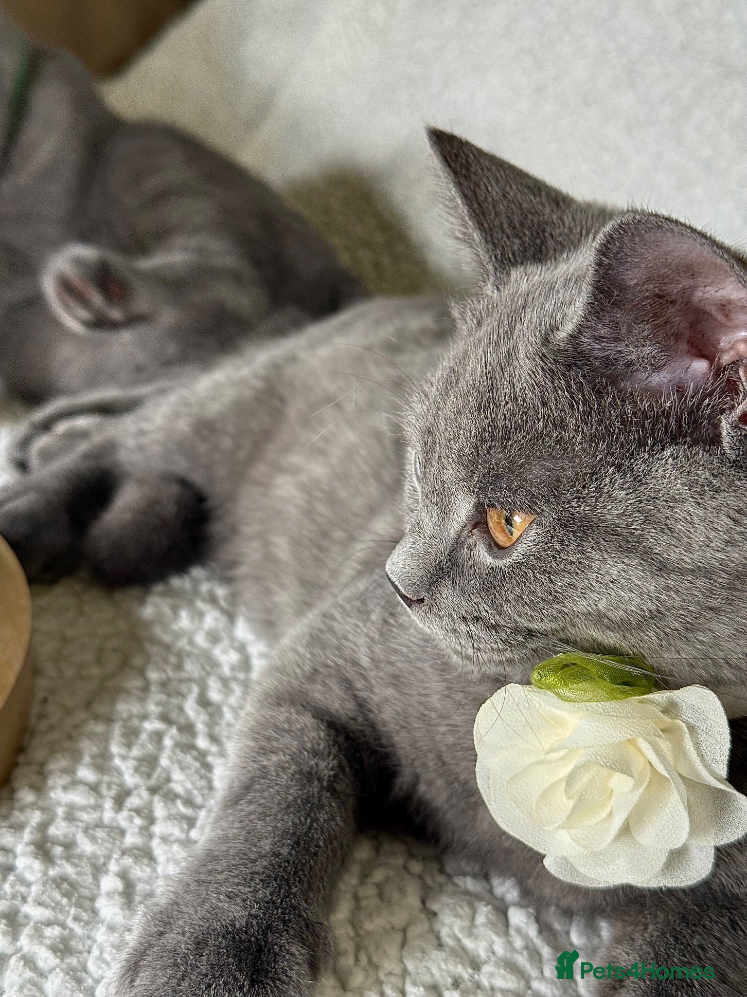British Shorthair cats BIG Discount!! Stunning British Shorthairs kittens - Advert 2