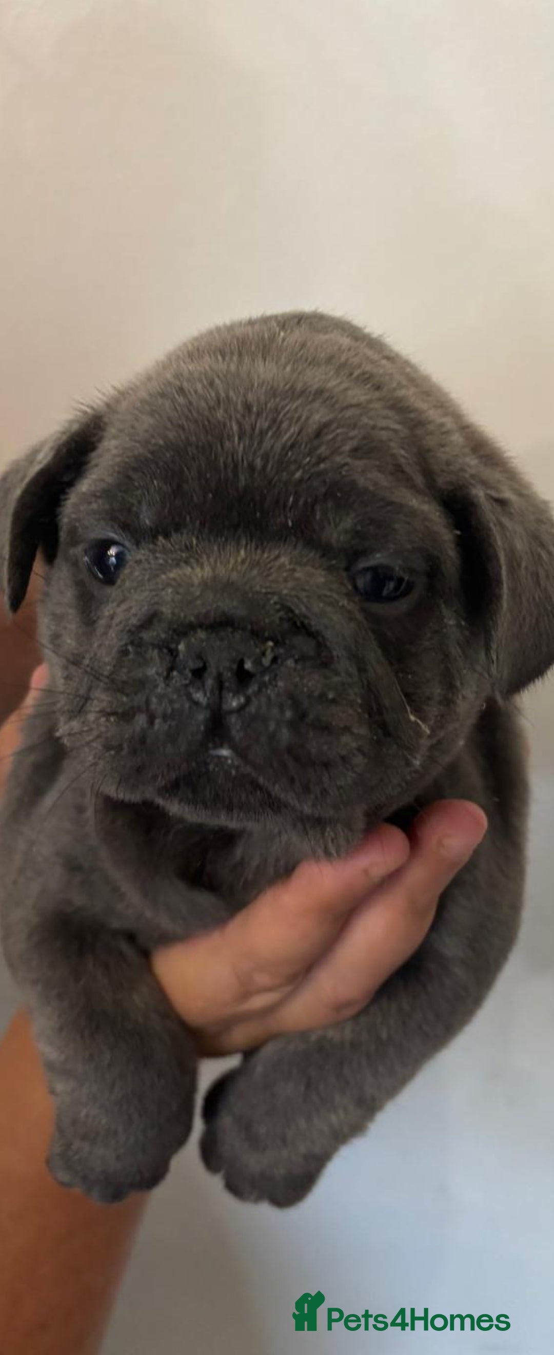 Mixed Breed dogs for sale: Mini bully's  - Image 8