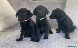 Labrador Retriever dogs for sale: Stunning Chunky Labradors ready this weekend  - Image 4