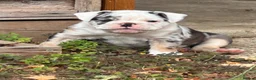 Olde English Bulldogge dogs for sale: 🐾2 Olde English bulldog puppies left 🐾 - Advert 8