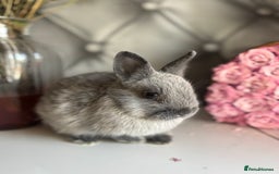 Netherland Dwarf rabbits for sale: Pure bred netherland dwarf babies  - Image 10