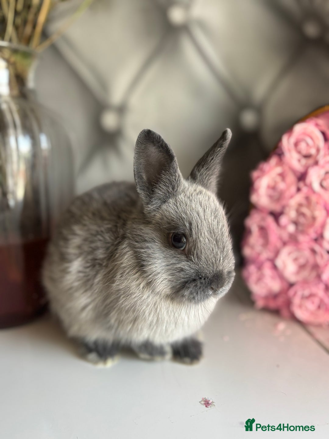 Netherland Dwarf rabbits for sale: Pure bred netherland dwarf babies  - Image 10