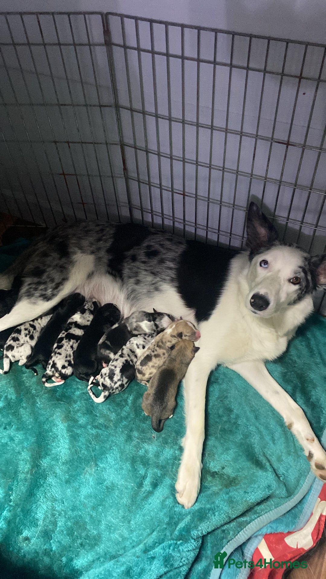 Mixed Breed dogs for sale: Collie lurcher greyhound mix - Advert 24