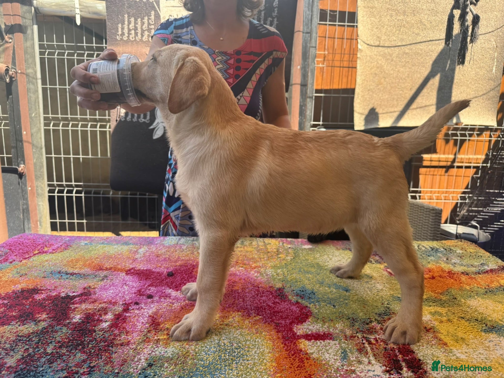 Labrador Retriever dogs KC Reg Yellow & Black Labrador Pupp - Advert 1