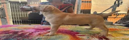 Labrador Retriever dogs for sale: KC Reg Yellow & Black Labrador Pupp - Advert 1