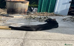 Mixed Breed cats for sale: Male, black and white, cat - Image 7
