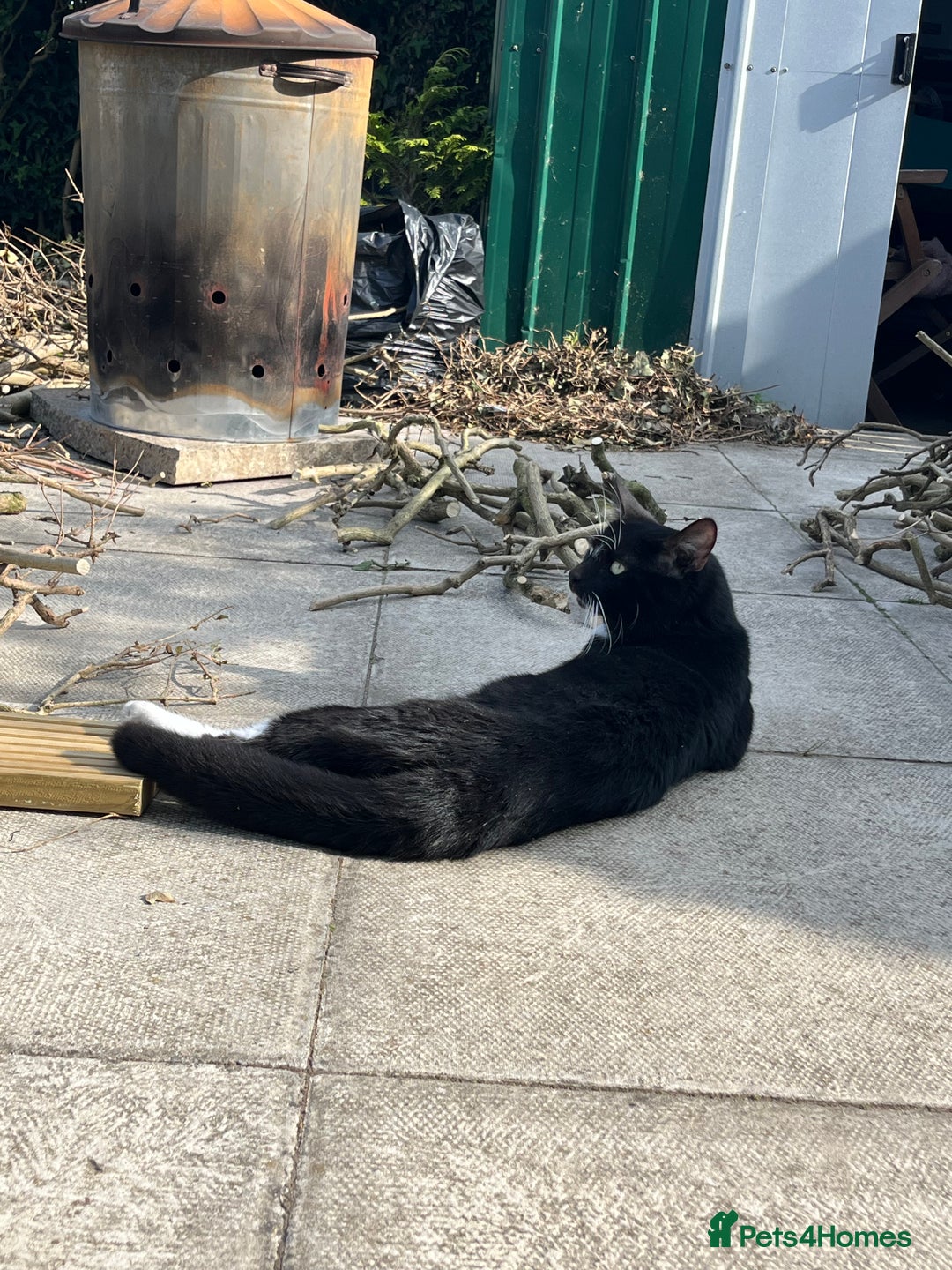 Mixed Breed cats for sale: Male, black and white, cat - Image 7