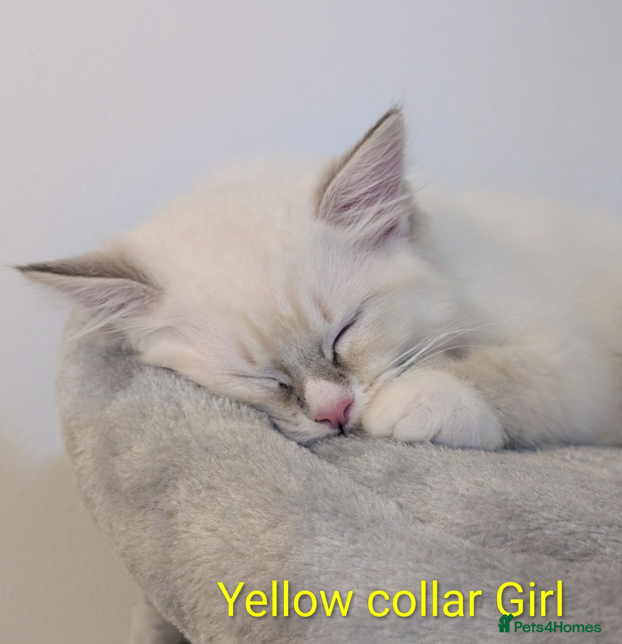 Ragdoll cats Grand champion lines TICA Ragdoll kittens  - Advert 1