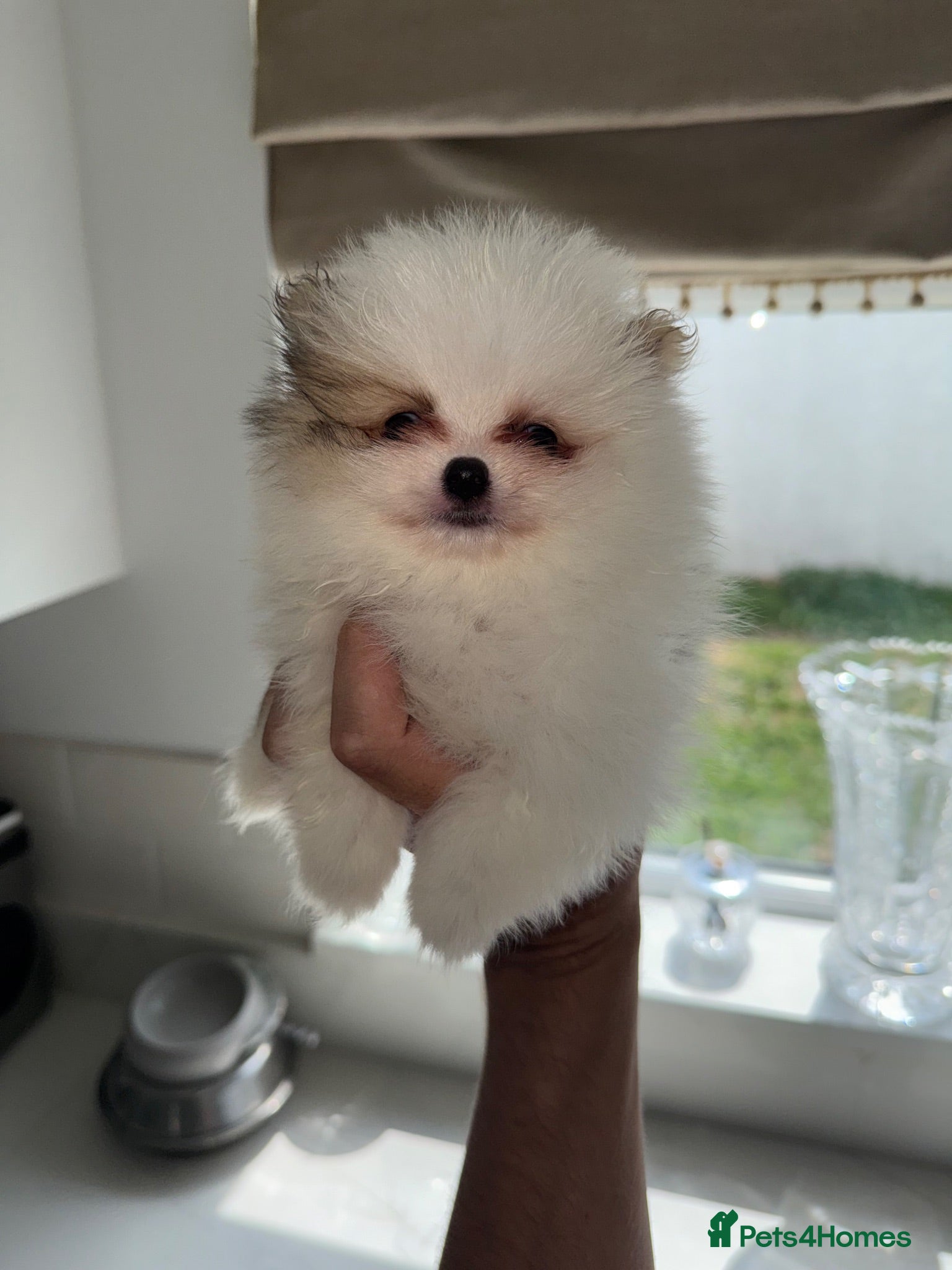 Pomeranian dogs Tiny Russian Teddy Pomeranians  - Advert 9