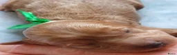 Cavapoo dogs for sale: BEAUTIFUL FIB CAVAPOO BORN 26/6/26 - Advert 27