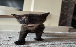 British Shorthair cats for sale: 4 beautiful mixed colour - Image 8