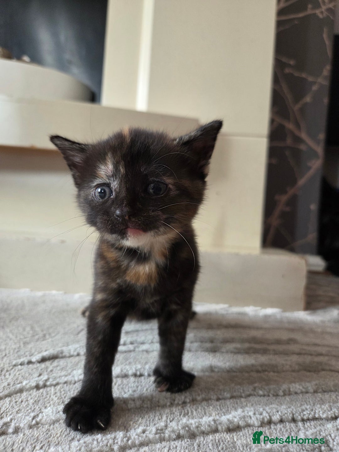 British Shorthair cats for sale: 4 beautiful mixed colour - Image 8