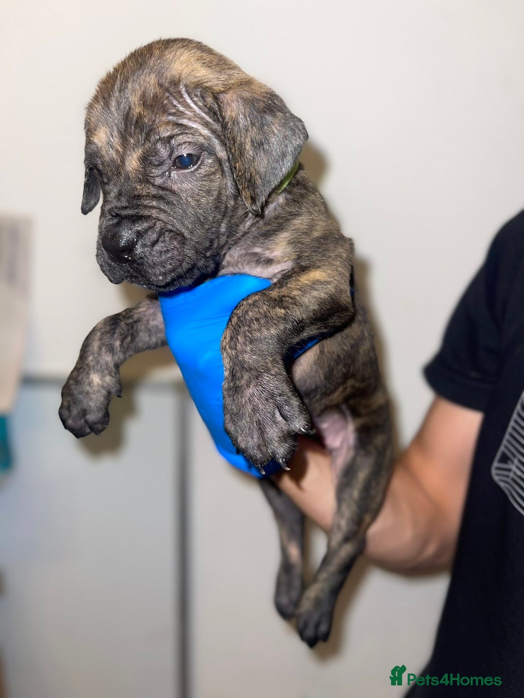 Presa Canario dogs for sale: Presa Canario Puppies for Sale - Image 17