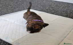 Staffordshire Bull Terrier dogs for sale: 🐶  STAFFY PUPPYS 🐶  - Image 10