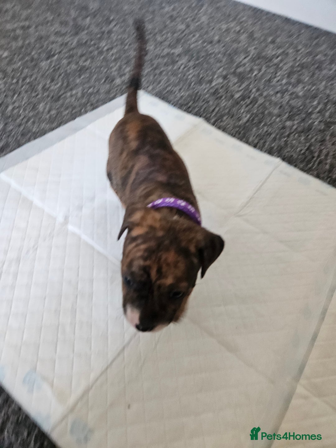Staffordshire Bull Terrier dogs for sale: 🐶  STAFFY PUPPYS 🐶  - Image 10