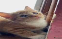 British Shorthair cats for sale: 5 male kittens - Image 1