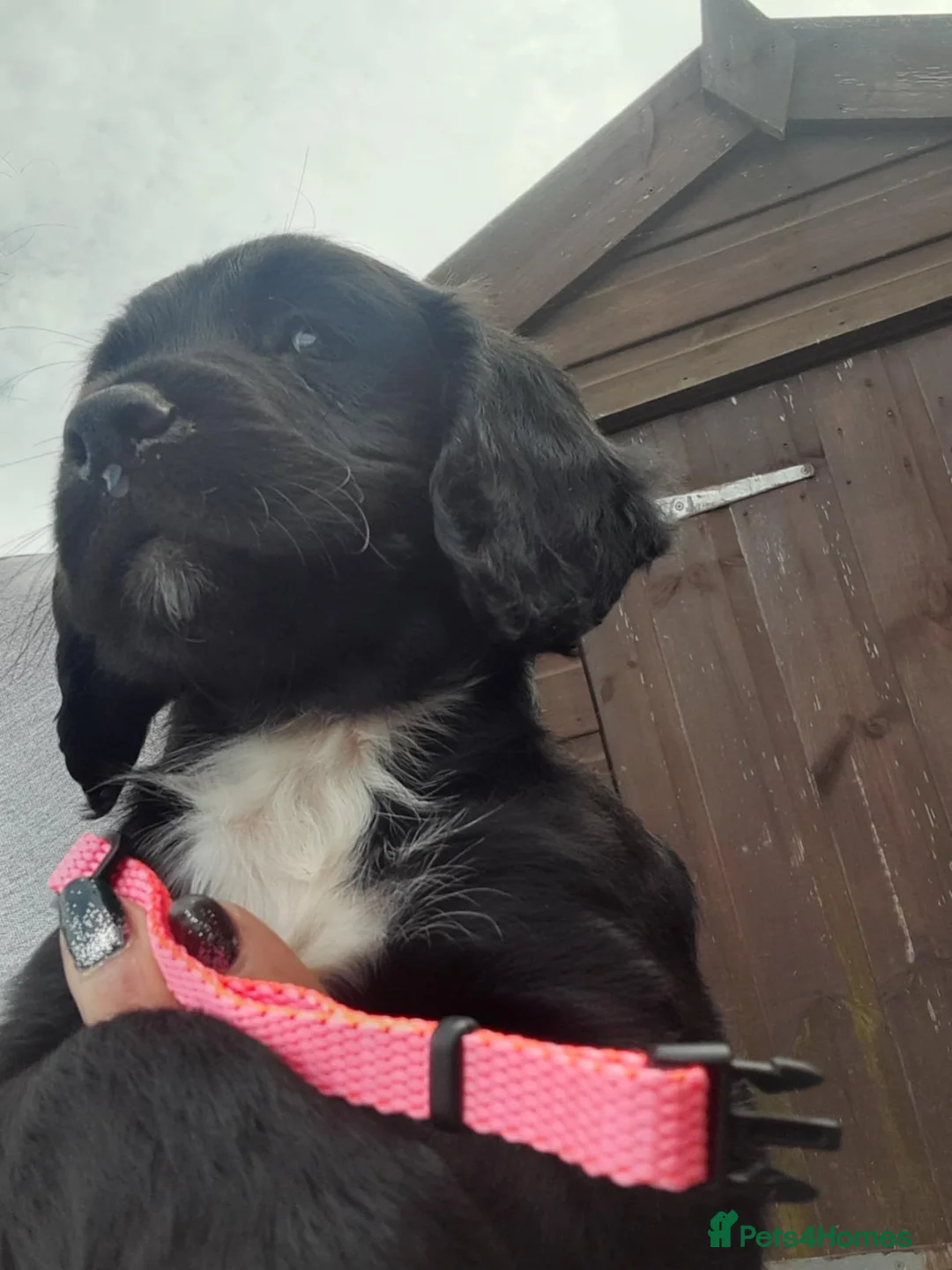 Sprocker dogs for sale: 4 Sprocker pups in Pwllheli - Advert 6